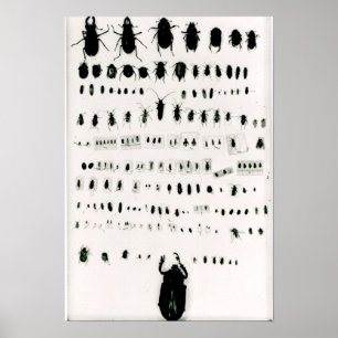 Poster Darwin's insect collection