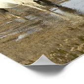 Poster d'Assateague Ponies (Coin)