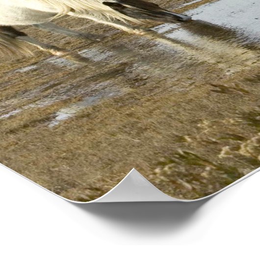 Poster d'Assateague Ponies (Coin)