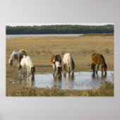 Poster d'Assateague Ponies (Devant)