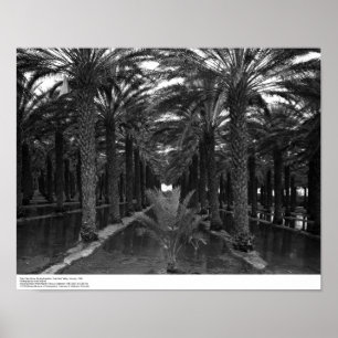Poster Date Palm Grove pendant l'irrigation, 1966