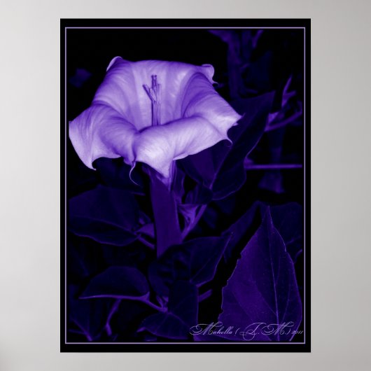 Poster Datura Mystica 3 (Devant)