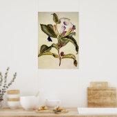 Poster datura sacrée et papillon bleu (Cuisine)