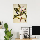 Poster datura sacrée et papillon bleu (Bureau à domicile)