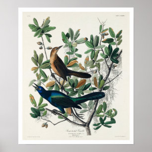 Poster d'Audubon Grackle