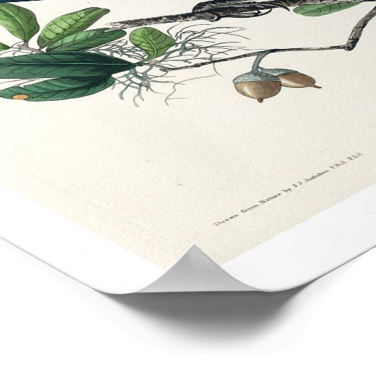 Poster d'Audubon Grackle (Coin)