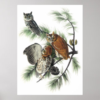 Poster d'Audubon Owls
