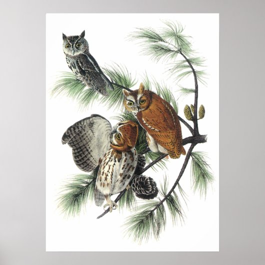 Poster d'Audubon Owls (Devant)