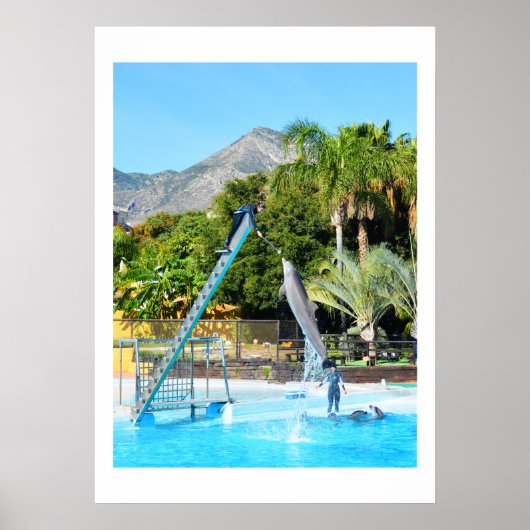 Poster Dauphin (Devant)