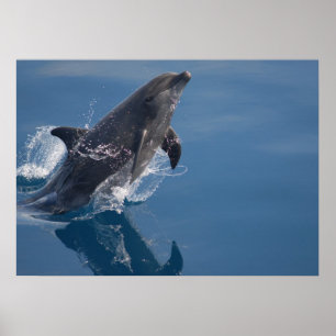 Poster dauphin