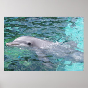 Poster Dauphin de natation