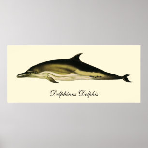 Poster Dauphin Delphinus Delphis, Animaux Marins Vintage