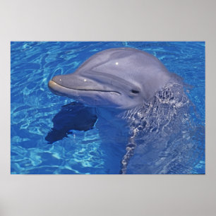 Poster Dauphin en voie d'ébullition, Truncatus Tursiops