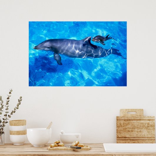Poster dauphins (Cuisine)