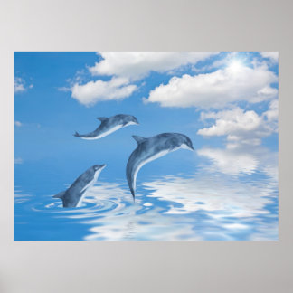 Poster Dauphins