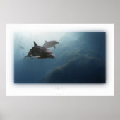 Poster dauphins (Devant)