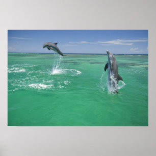 Poster Dauphins à gros nez Tursiops truncatus