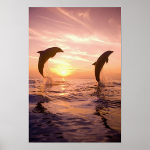 Poster Dauphins de Bottlenose Tursiops truncatus) 8