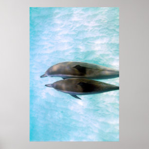 Poster Dauphins de fileur   Oahu Hawaï