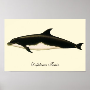 Poster Dauphins Delphinus Tursio, Animaux Marins Vintage