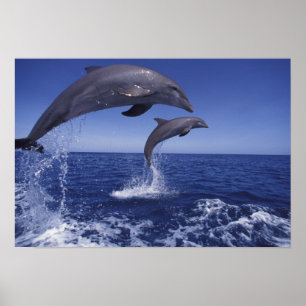 Poster dauphins des Caraïbes, à gros nez