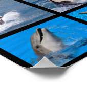 Poster Dauphins et orques (Coin)