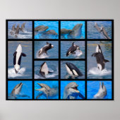 Poster Dauphins et orques (Devant)