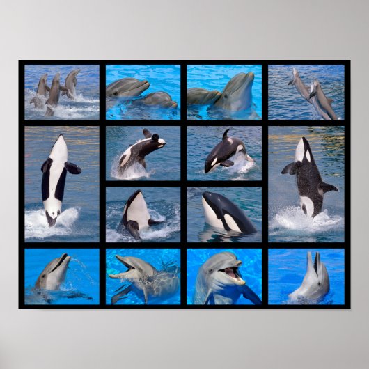 Poster Dauphins et orques (Devant)