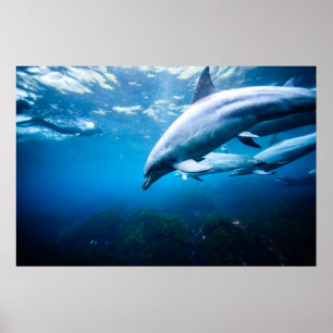 Poster Dauphins sous-marins