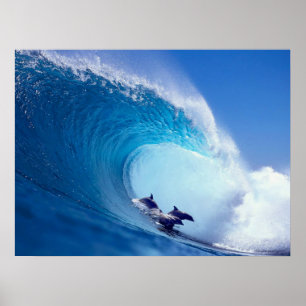 Poster Dauphins surfants