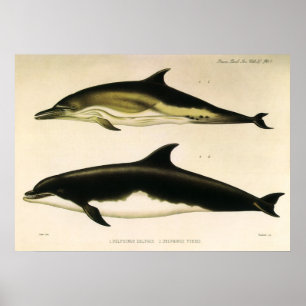 Poster Dauphins vintage, mammifères marins Animaux