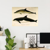Poster Dauphins vintage, mammifères marins Animaux  (Bureau à domicile)