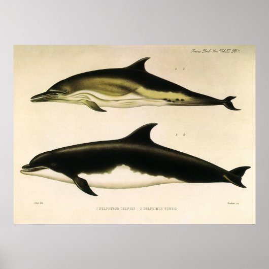 Poster Dauphins vintage, mammifères marins Animaux  (Devant)