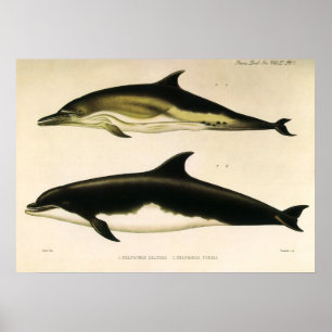 Poster Dauphins vintage, mammifères marins Animaux