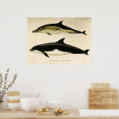 Poster Dauphins vintages, animaux marins et mammifères (Cuisine)