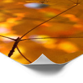 Poster d'automne Golden Gold Maple Leaf (Coin)