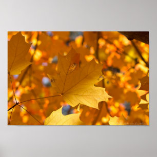 Poster d'automne Golden Gold Maple Leaf