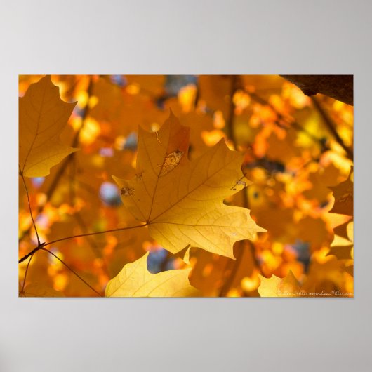 Poster d'automne Golden Gold Maple Leaf (Devant)