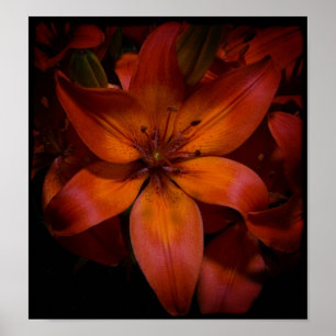 Poster Day Lilly