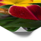 Poster Daylily (Coin)