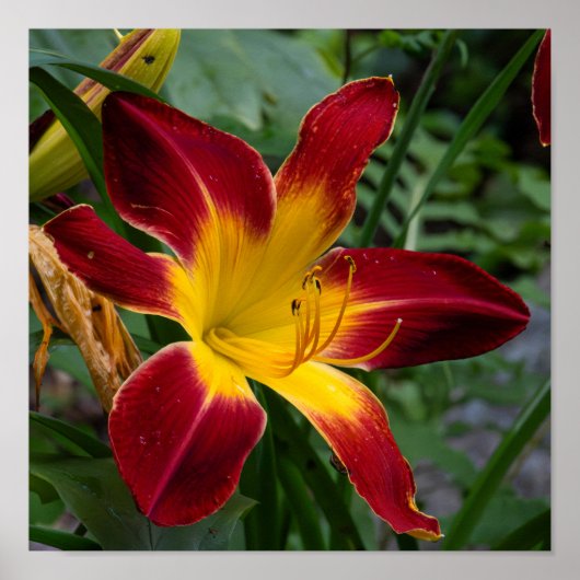 Poster Daylily (Devant)