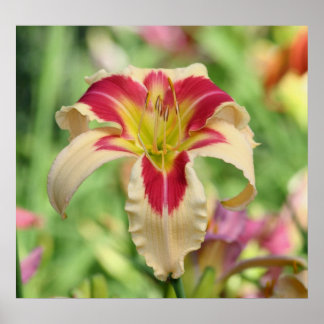 Poster Daylily Garden