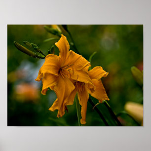 Poster Daylily "Jersey Spider"