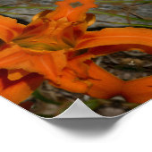 Poster Daylily Orange Mandala (Coin)