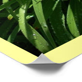 Poster Daylily Splendor (Coin)