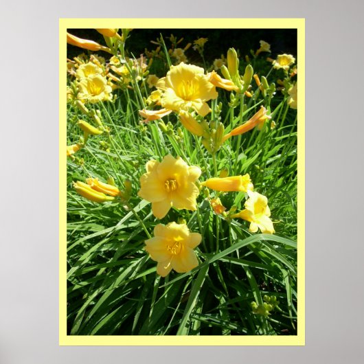 Poster Daylily Splendor (Devant)