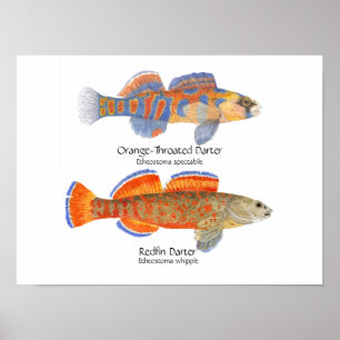 Poster de 2 fléchettes