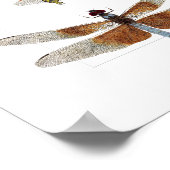 Poster de 5 espèces de libellules (Coin)