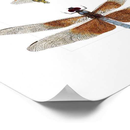 Poster de 5 espèces de libellules (Coin)