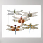 Poster de 5 espèces de libellules (Devant)